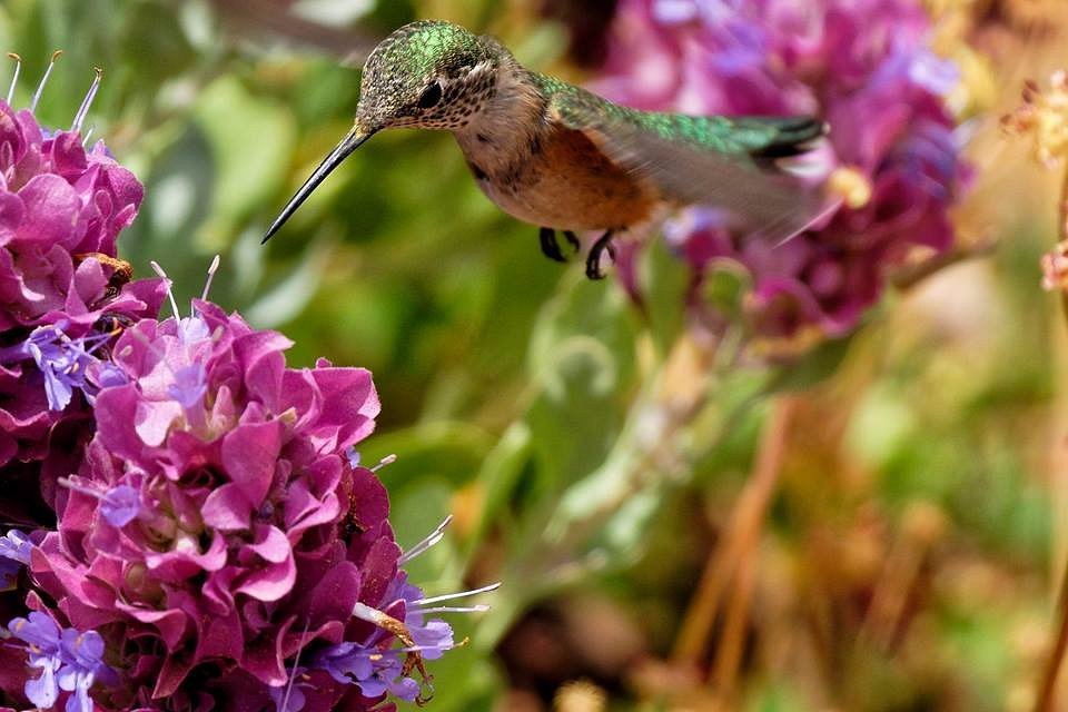 Santa Fe Botanical Garden
