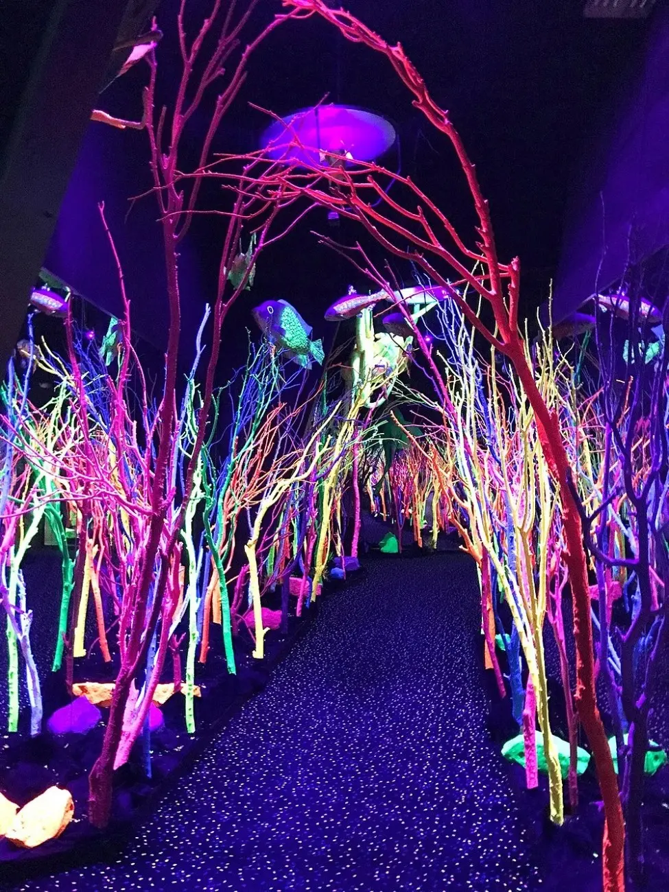 Meow Wolf